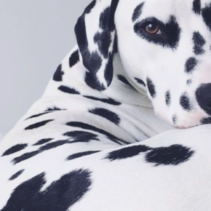 set blusa y falda dalmata