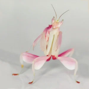 blusa mantis orquídea